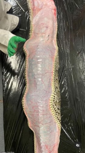 У Флориді неушкодженого алігатора витягнули зі шлунку пітона – 02