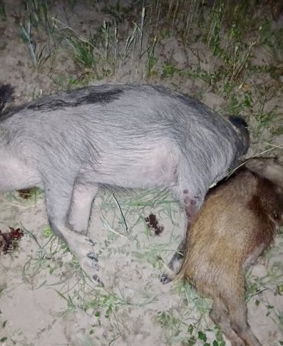 У полі на Львівщині браконьєр вбив двох самок кабана – 01