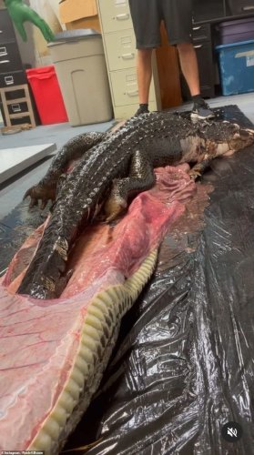 У Флориді неушкодженого алігатора витягнули зі шлунку пітона – 03