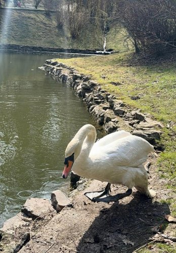 Після зимівлі до Стрийського парку повернули білих лебедів – 01