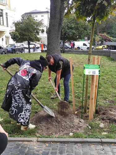 Ірина Третяк висаджує дерево у центрі Львова