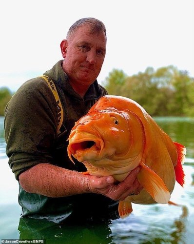 Британський рибалка спіймав одну з найбільших у світі золотих рибок: як виглядає унікальний улов – 02