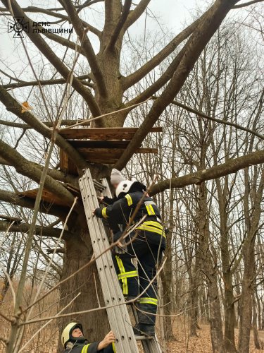 На Львівщині рятувальники зняли з дерева 10-річну дівчинку. Фото: ДСНС