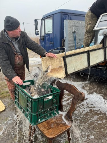 У «Львівське море» випустили тисячі молодих товстолобів для збільшення популяції – 01