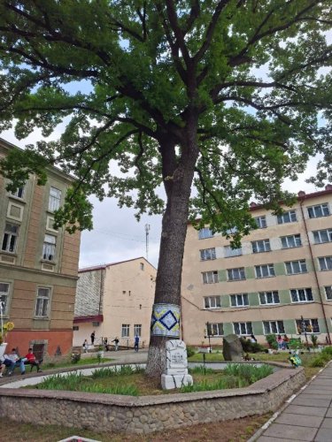 Дуб Івана Франка в Стрию
