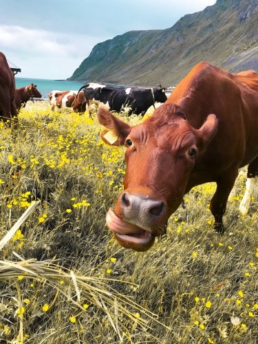 Можуть давати «чарівне молоко»: корови кайфують від кормів із вмістом конопель — вчені – 01