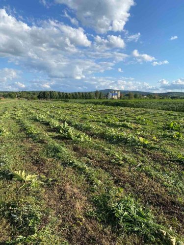 На Львівщині скосили понад 166 гектарів борщівника – 01