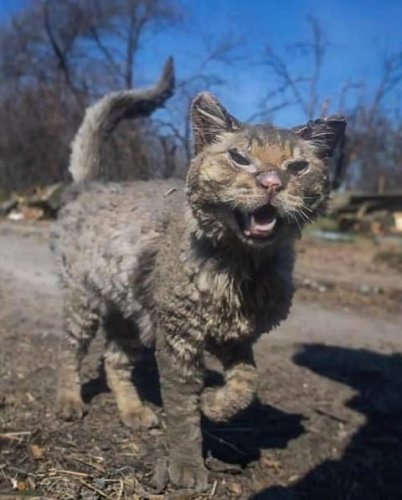 Кіт Фенікс у квітні після того, як пережив окупацію та обстріли росіян