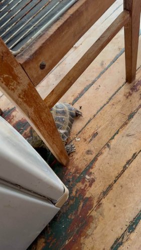 У львівʼянки забрали майже 40 котів, яких вона тримала в однокімнатній квартирі – 05