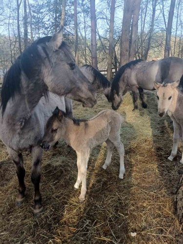 Коні-тарпани