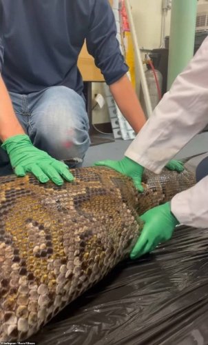 У Флориді неушкодженого алігатора витягнули зі шлунку пітона – 01
