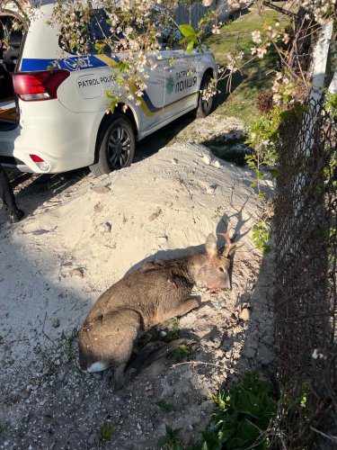 Знайдена поранена козуля