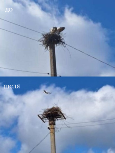 У селі біля Львова мешканці врятували лелек від ураження струмом – 01