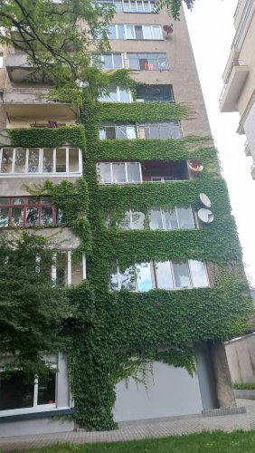 У Львові створили реєстр ліан: вже внесено 322 рослини – 01